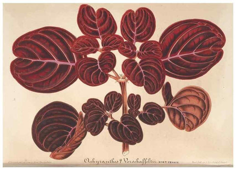 Reproducción/Reproduction 49690396227: L'Illustration horticole :. Gand, Belgium :Imprimerie et lithographie de F. et E. Gyselnyck,1854-1896.. 