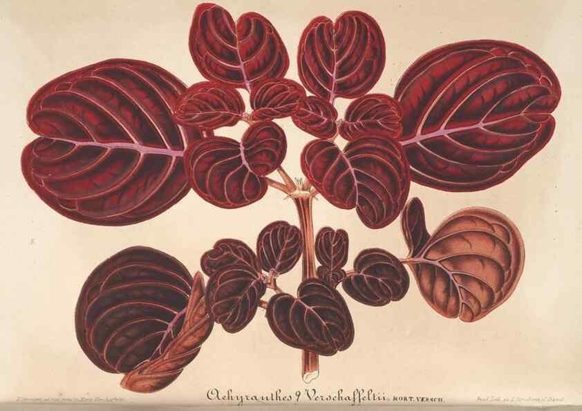 Reproducción/Reproduction 49690396227: L'Illustration horticole :. Gand, Belgium :Imprimerie et lithographie de F. et E. Gyselnyck,1854-1896.. 