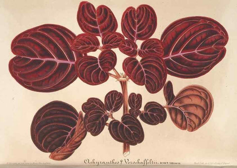 Reproducción/Reproduction 49690396227: L'Illustration horticole :. Gand, Belgium :Imprimerie et lithographie de F. et E. Gyselnyck,1854-1896.. 