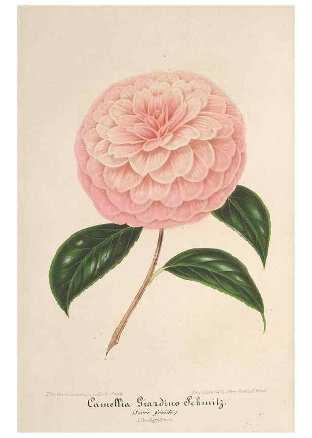 Reproducción/Reproduction 49690088511: L'Illustration horticole :. Gand, Belgium :Imprimerie et lithographie de F. et E. Gyselnyck,1854-1896.. 