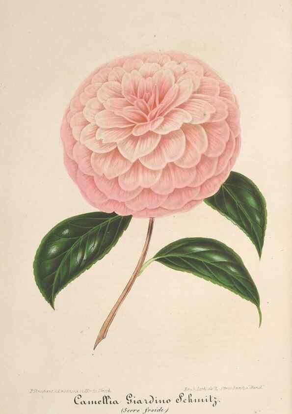 Reproducción/Reproduction 49690088511: L'Illustration horticole :. Gand, Belgium :Imprimerie et lithographie de F. et E. Gyselnyck,1854-1896.. 