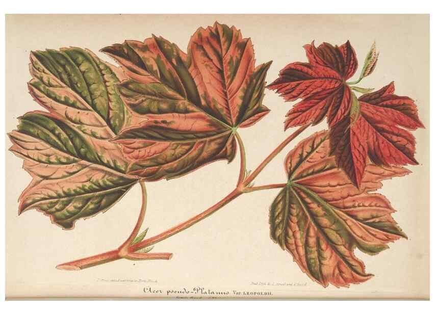 Reproducción/Reproduction 49690396557: L'Illustration horticole :. Gand, Belgium :Imprimerie et lithographie de F. et E. Gyselnyck,1854-1896.. 