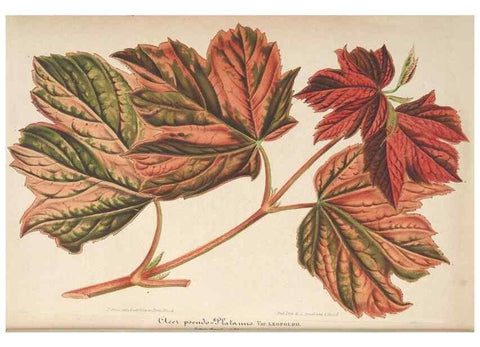 Reproducción/Reproduction 49690396557: L'Illustration horticole :. Gand, Belgium :Imprimerie et lithographie de F. et E. Gyselnyck,1854-1896.. 