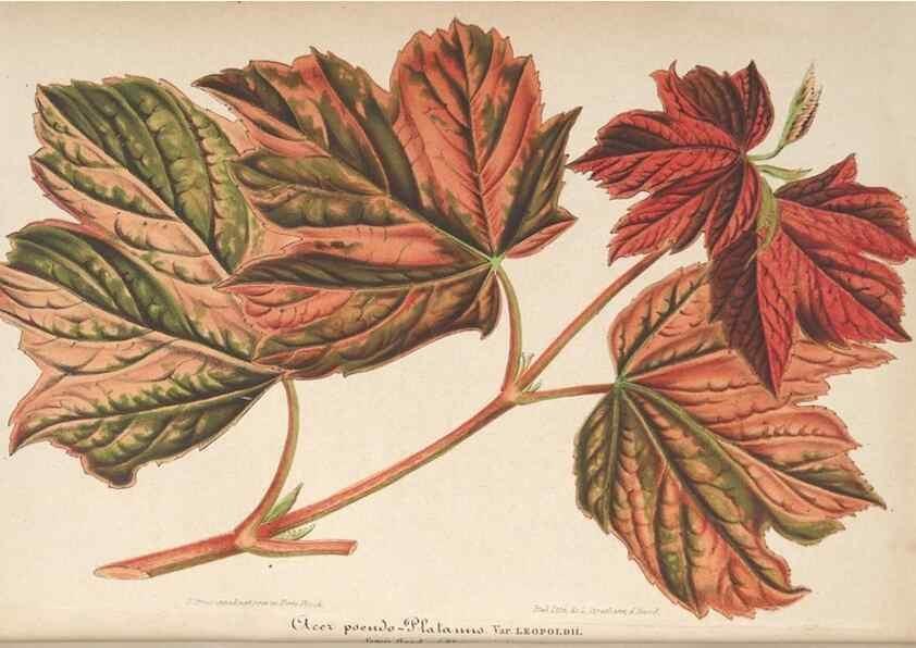 Reproducción/Reproduction 49690396557: L'Illustration horticole :. Gand, Belgium :Imprimerie et lithographie de F. et E. Gyselnyck,1854-1896.. 