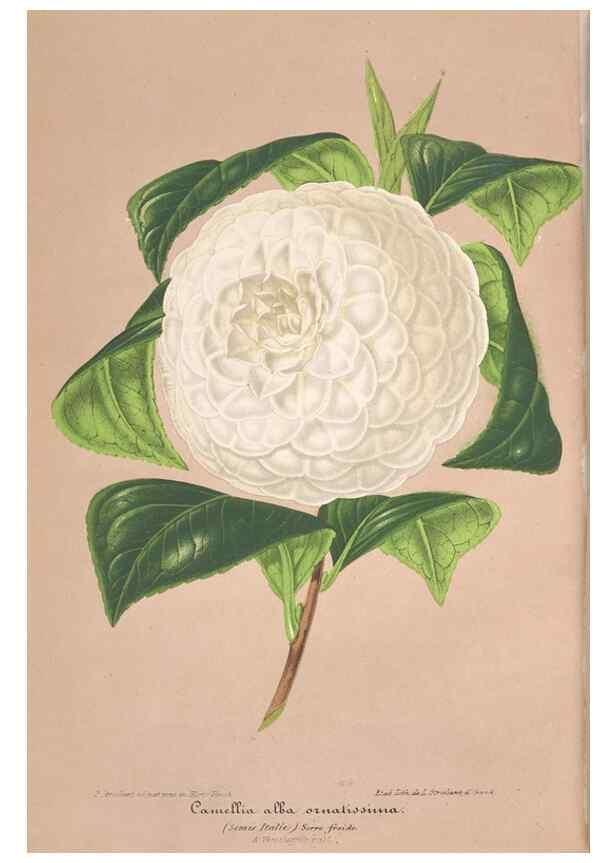 Reproducción/Reproduction 49690087356: L'Illustration horticole :. Gand, Belgium :Imprimerie et lithographie de F. et E. Gyselnyck,1854-1896.. 