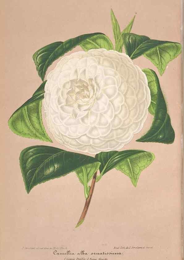 Reproducción/Reproduction 49690087356: L'Illustration horticole :. Gand, Belgium :Imprimerie et lithographie de F. et E. Gyselnyck,1854-1896.. 