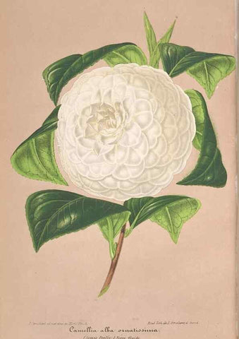 Reproducción/Reproduction 49690087356: L'Illustration horticole :. Gand, Belgium :Imprimerie et lithographie de F. et E. Gyselnyck,1854-1896.. 