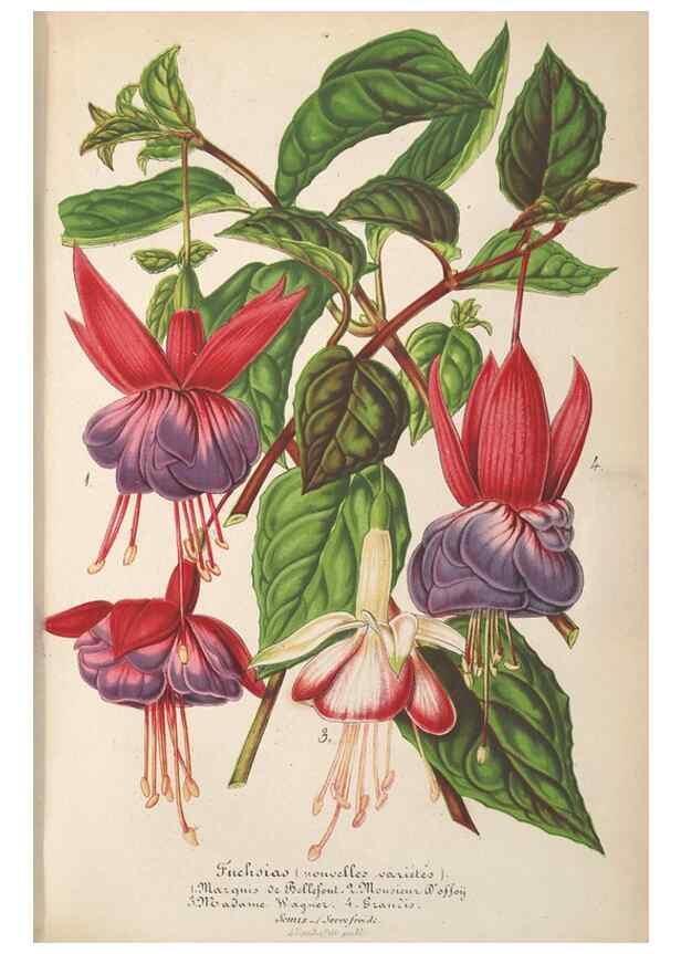 Reproducción/Reproduction 49690393362: L'Illustration horticole :. Gand, Belgium :Imprimerie et lithographie de F. et E. Gyselnyck,1854-1896.. 