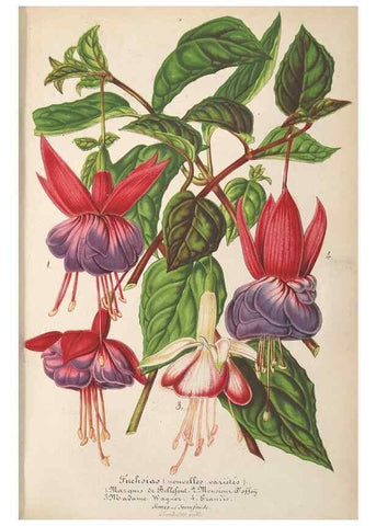 Reproducción/Reproduction 49690393362: L'Illustration horticole :. Gand, Belgium :Imprimerie et lithographie de F. et E. Gyselnyck,1854-1896.. 