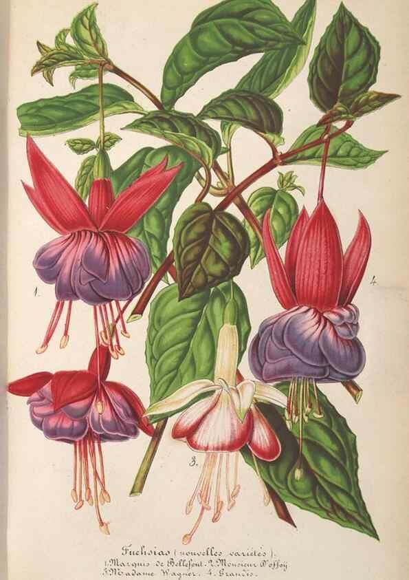 Reproducción/Reproduction 49690393362: L'Illustration horticole :. Gand, Belgium :Imprimerie et lithographie de F. et E. Gyselnyck,1854-1896.. 