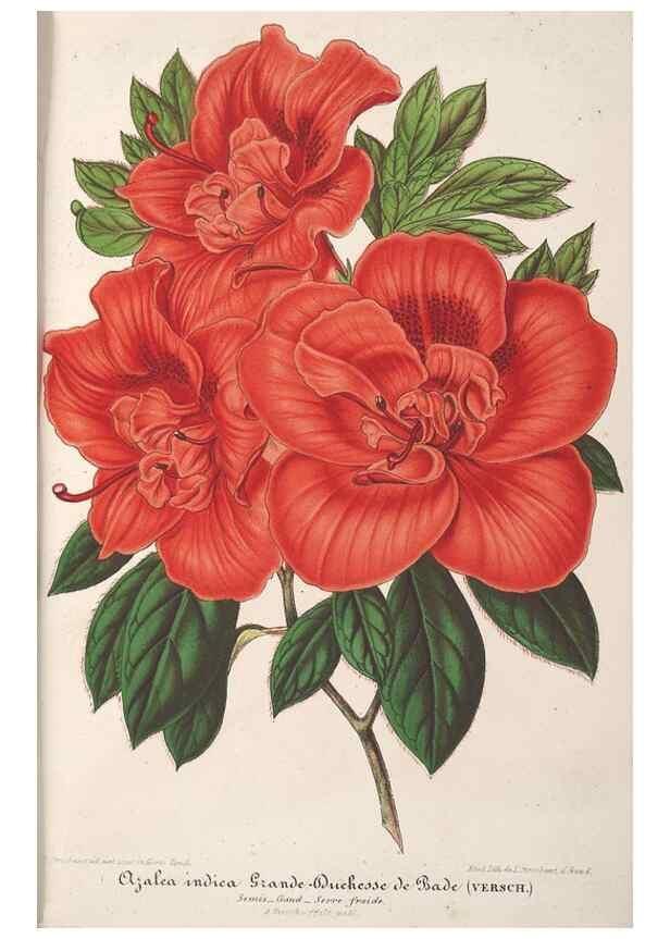 Reproducción/Reproduction 49690426987: L'Illustration horticole :. Gand, Belgium :Imprimerie et lithographie de F. et E. Gyselnyck,1854-1896.. 