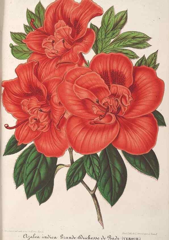 Reproducción/Reproduction 49690426987: L'Illustration horticole :. Gand, Belgium :Imprimerie et lithographie de F. et E. Gyselnyck,1854-1896.. 