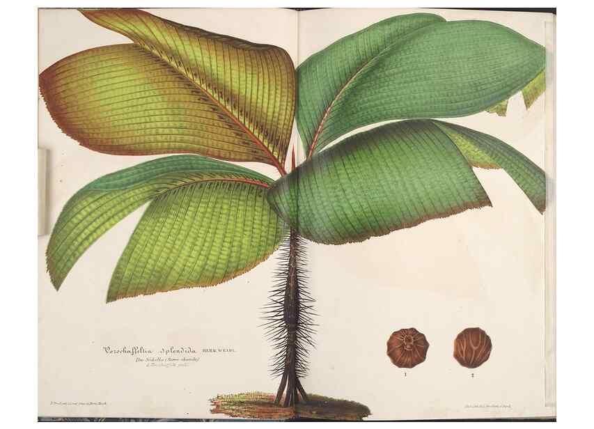 Reproducción/Reproduction 49689585913: L'Illustration horticole :. Gand, Belgium :Imprimerie et lithographie de F. et E. Gyselnyck,1854-1896.. 