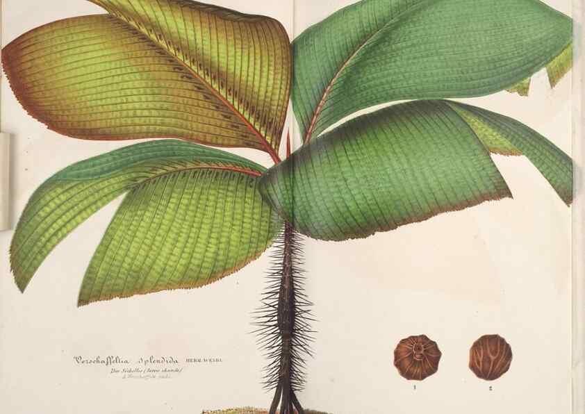 Reproducción/Reproduction 49689585913: L'Illustration horticole :. Gand, Belgium :Imprimerie et lithographie de F. et E. Gyselnyck,1854-1896.. 
