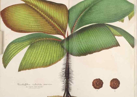 Reproducción/Reproduction 49689585913: L'Illustration horticole :. Gand, Belgium :Imprimerie et lithographie de F. et E. Gyselnyck,1854-1896.. 