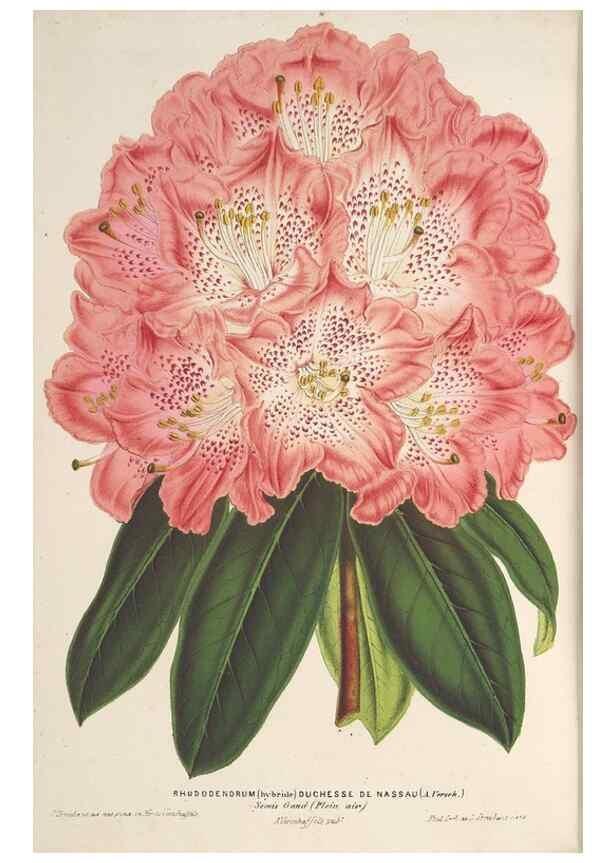 Reproducción/Reproduction 49690123981: L'Illustration horticole :. Gand, Belgium :Imprimerie et lithographie de F. et E. Gyselnyck,1854-1896.. 