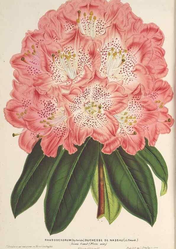 Reproducción/Reproduction 49690123981: L'Illustration horticole :. Gand, Belgium :Imprimerie et lithographie de F. et E. Gyselnyck,1854-1896.. 
