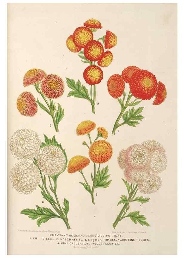 Reproducción/Reproduction 49689591253: L'Illustration horticole :. Gand, Belgium :Imprimerie et lithographie de F. et E. Gyselnyck,1854-1896.. 