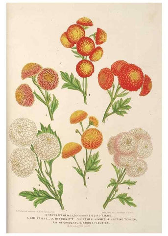 Reproducción/Reproduction 49689591253: L'Illustration horticole :. Gand, Belgium :Imprimerie et lithographie de F. et E. Gyselnyck,1854-1896.. 