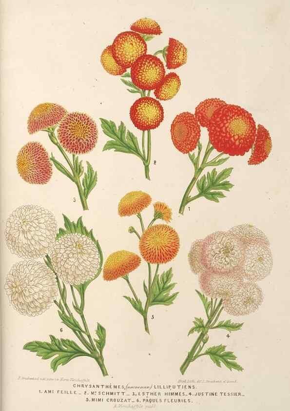 Reproducción/Reproduction 49689591253: L'Illustration horticole :. Gand, Belgium :Imprimerie et lithographie de F. et E. Gyselnyck,1854-1896.. 