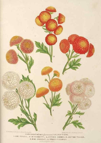 Reproducción/Reproduction 49689591253: L'Illustration horticole :. Gand, Belgium :Imprimerie et lithographie de F. et E. Gyselnyck,1854-1896.. 