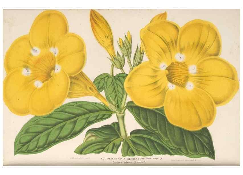 Reproducción/Reproduction 49690124306: L'Illustration horticole :. Gand, Belgium :Imprimerie et lithographie de F. et E. Gyselnyck,1854-1896.. 