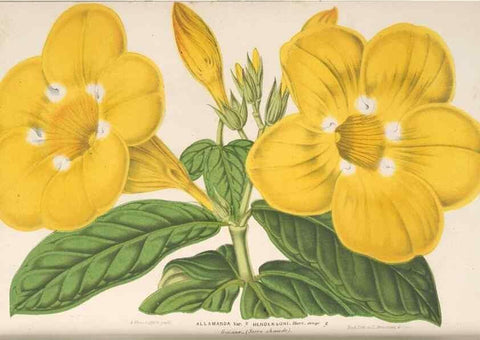 Reproducción/Reproduction 49690124306: L'Illustration horticole :. Gand, Belgium :Imprimerie et lithographie de F. et E. Gyselnyck,1854-1896.. 