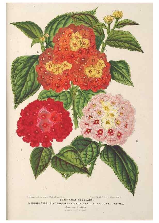 Reproducción/Reproduction 49689591653: L'Illustration horticole :. Gand, Belgium :Imprimerie et lithographie de F. et E. Gyselnyck,1854-1896.. 