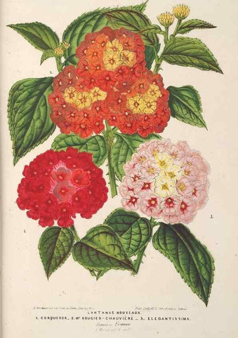 Reproducción/Reproduction 49689591653: L'Illustration horticole :. Gand, Belgium :Imprimerie et lithographie de F. et E. Gyselnyck,1854-1896.. 