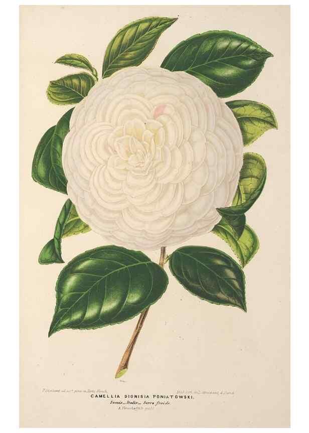 Reproducción/Reproduction 49690433577: L'Illustration horticole :. Gand, Belgium :Imprimerie et lithographie de F. et E. Gyselnyck,1854-1896.. 