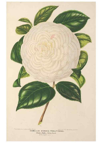 Reproducción/Reproduction 49690433577: L'Illustration horticole :. Gand, Belgium :Imprimerie et lithographie de F. et E. Gyselnyck,1854-1896.. 