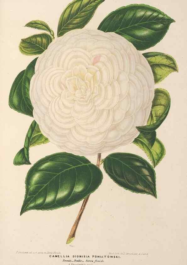 Reproducción/Reproduction 49690433577: L'Illustration horticole :. Gand, Belgium :Imprimerie et lithographie de F. et E. Gyselnyck,1854-1896.. 