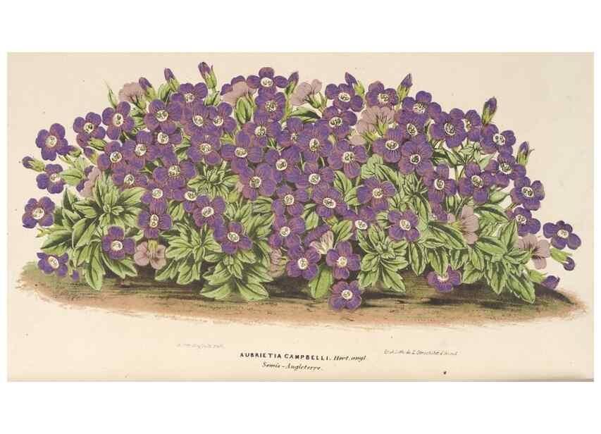 Reproducción/Reproduction 49689591998: L'Illustration horticole :. Gand, Belgium :Imprimerie et lithographie de F. et E. Gyselnyck,1854-1896.. 