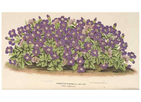 Reproducción/Reproduction 49689591998: L'Illustration horticole :. Gand, Belgium :Imprimerie et lithographie de F. et E. Gyselnyck,1854-1896.. 
