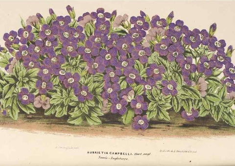 Reproducción/Reproduction 49689591998: L'Illustration horticole :. Gand, Belgium :Imprimerie et lithographie de F. et E. Gyselnyck,1854-1896.. 