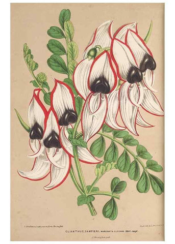 Reproducción/Reproduction 49690433932: L'Illustration horticole :. Gand, Belgium :Imprimerie et lithographie de F. et E. Gyselnyck,1854-1896.. 