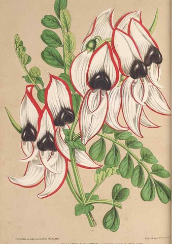Reproducción/Reproduction 49690433932: L'Illustration horticole :. Gand, Belgium :Imprimerie et lithographie de F. et E. Gyselnyck,1854-1896.. 
