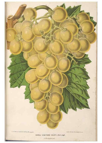 Reproducción/Reproduction 49690125336: L'Illustration horticole :. Gand, Belgium :Imprimerie et lithographie de F. et E. Gyselnyck,1854-1896.. 