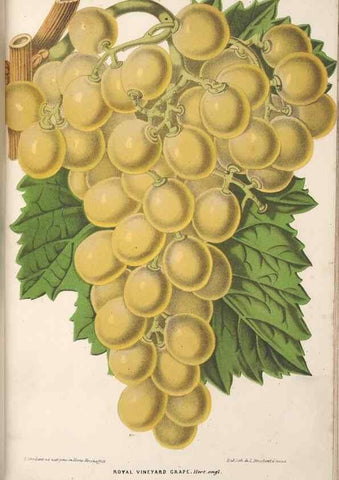 Reproducción/Reproduction 49690125336: L'Illustration horticole :. Gand, Belgium :Imprimerie et lithographie de F. et E. Gyselnyck,1854-1896.. 