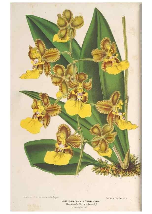 Reproducción/Reproduction 49689592773: L'Illustration horticole :. Gand, Belgium :Imprimerie et lithographie de F. et E. Gyselnyck,1854-1896.. 