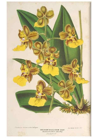 Reproducción/Reproduction 49689592773: L'Illustration horticole :. Gand, Belgium :Imprimerie et lithographie de F. et E. Gyselnyck,1854-1896.. 
