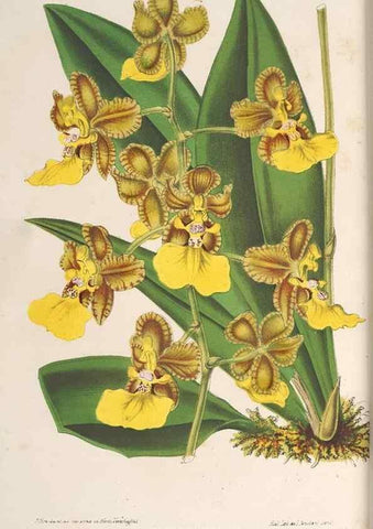 Reproducción/Reproduction 49689592773: L'Illustration horticole :. Gand, Belgium :Imprimerie et lithographie de F. et E. Gyselnyck,1854-1896.. 