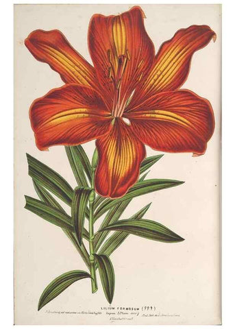Reproducción/Reproduction 49689593008: L'Illustration horticole :. Gand, Belgium :Imprimerie et lithographie de F. et E. Gyselnyck,1854-1896.. 