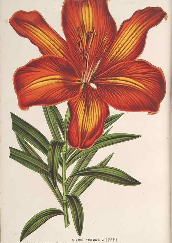 Reproducción/Reproduction 49689593008: L'Illustration horticole :. Gand, Belgium :Imprimerie et lithographie de F. et E. Gyselnyck,1854-1896.. 