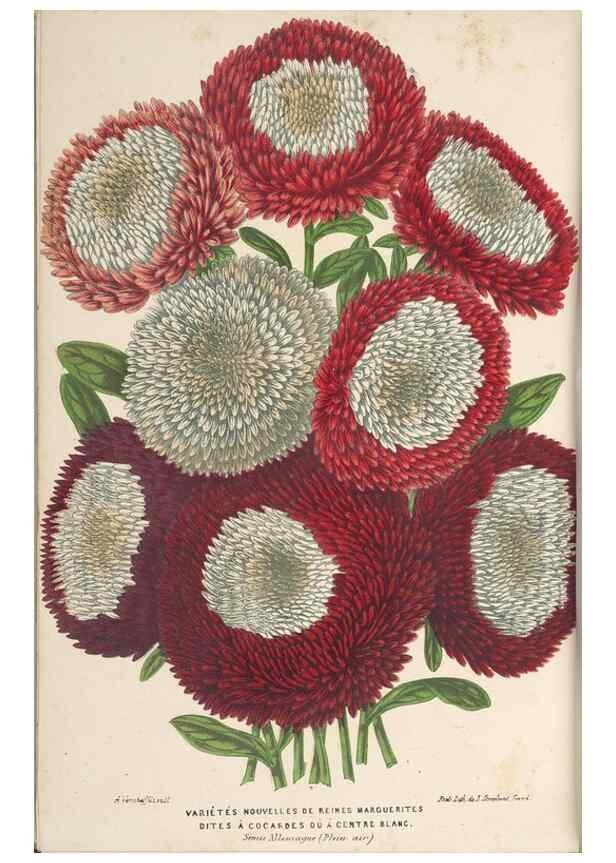 Reproducción/Reproduction 49689593208: L'Illustration horticole :. Gand, Belgium :Imprimerie et lithographie de F. et E. Gyselnyck,1854-1896.. 