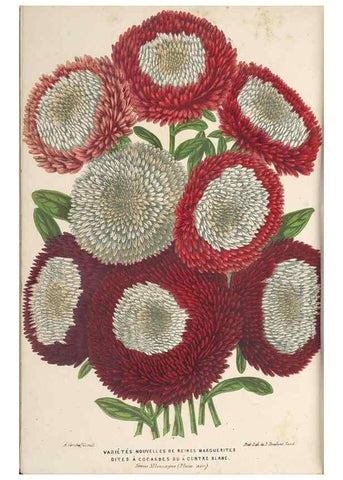 Reproducción/Reproduction 49689593208: L'Illustration horticole :. Gand, Belgium :Imprimerie et lithographie de F. et E. Gyselnyck,1854-1896.. 