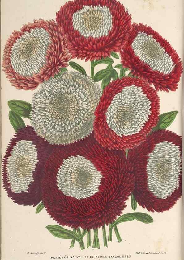 Reproducción/Reproduction 49689593208: L'Illustration horticole :. Gand, Belgium :Imprimerie et lithographie de F. et E. Gyselnyck,1854-1896.. 