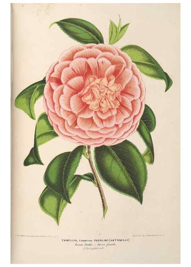 Reproducción/Reproduction 49690435202: L'Illustration horticole :. Gand, Belgium :Imprimerie et lithographie de F. et E. Gyselnyck,1854-1896.. 