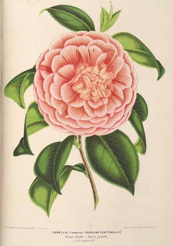 Reproducción/Reproduction 49690435202: L'Illustration horticole :. Gand, Belgium :Imprimerie et lithographie de F. et E. Gyselnyck,1854-1896.. 