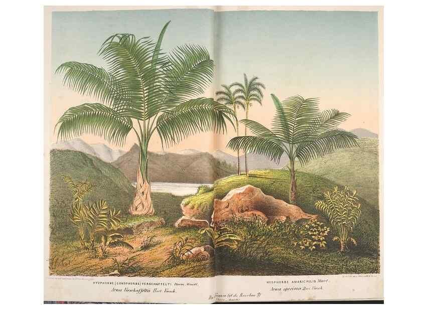 Reproducción/Reproduction 49689619788: L'Illustration horticole :. Gand, Belgium :Imprimerie et lithographie de F. et E. Gyselnyck,1854-1896.. 